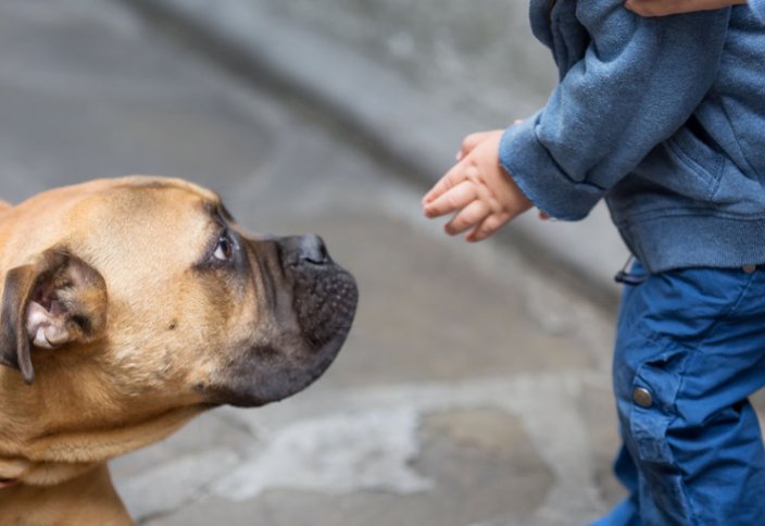 Какие правила обязаны соблюдать владельцы собак в Казахстане