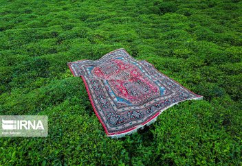 Весенний сбор чая в Гиляне (фото). Чайвала – пакистанские мастера чая (фото)