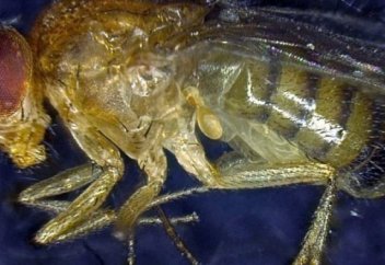 «Жастық эликсирі» сынақтан сәтті өтті