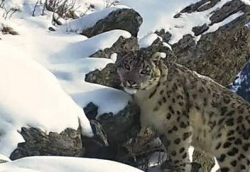 Появилось первое видео снежного барса из нацпарка в ВКО