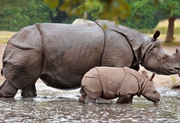 Табиғатта сирек кездесетін тағы бір жануарға жойылу қатері төнді
