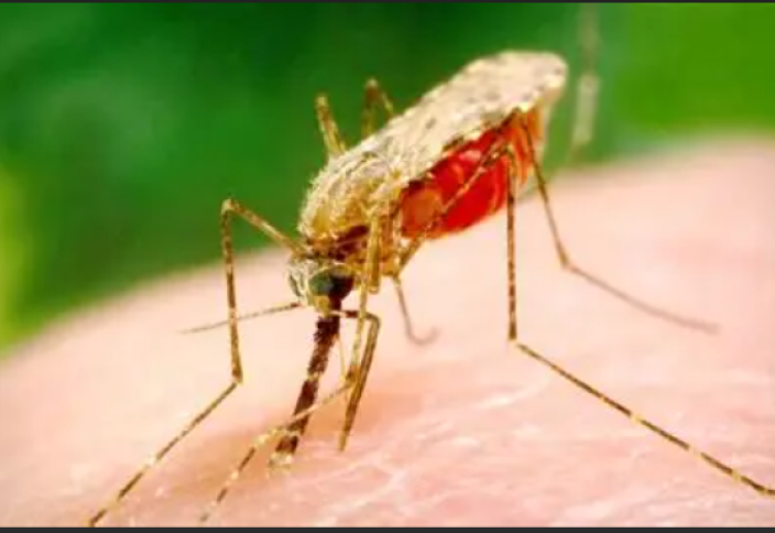 Единственная «комарофобная» страна мира под угрозой: ученые предупреждают