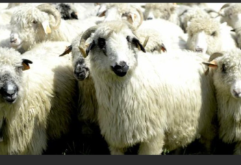 Мароккода мал басы 32 млн-нан асты