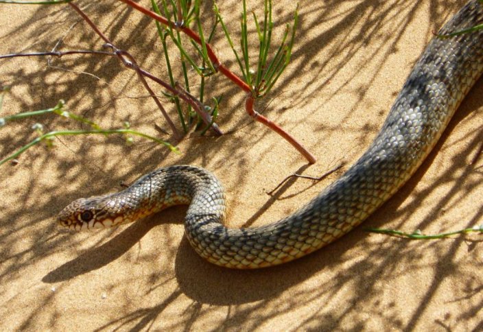 В Казахстане активизировались змеи. Что делать при укусе змеи?
