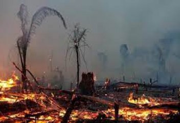 Әлемдік экожүйедегі маңызы зор аймақ апатқа ұшырауда