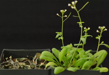 Эволюция парадигмасының бірі күмән тудырып отыр