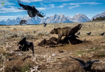 Ғасыр соңында Жердегі жануарлардың жартысының көзі жойылады