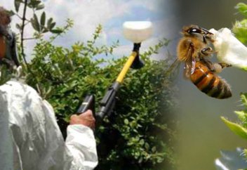 Аралар үшін тыңайтқыштың тағы бір түріне тыйым салынады