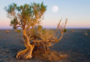 На осушенном дне Аральского моря будет расти саксаул