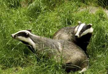 Дозволено ли шариатом мясо барсука?