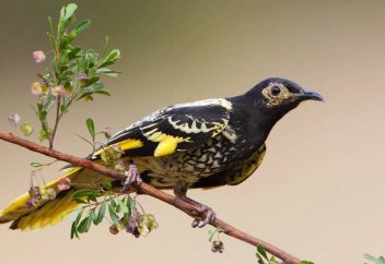 Жойылу қатері төнгендіктен азайып кеткен құстар жалғыздықтан қалай сайрайтынын ұмыта бастады