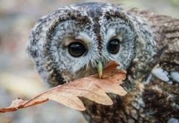 Австралийское исследование: люди – самые страшные хищники планеты