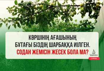 Көршінің жеміс ағашынан рұқсатсыз жесек бола ма?