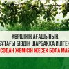 Көршінің жеміс ағашынан рұқсатсыз жесек бола ма?
