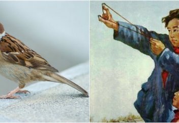 Қытайдағы торғай соғысы: Миллиондаған құс пен адам қырылған оқиға