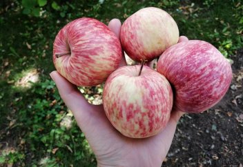 Қазақстан ғалымдары алманың жаңа сұрыптарын өсіру бойынша жұмыс жасауда