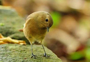 Три совета птицы