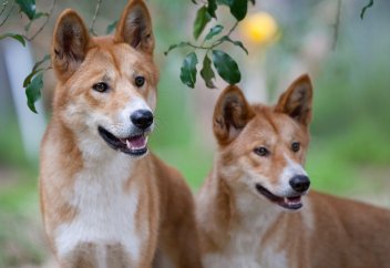 За последние годы собаки динго выросли, и в этом могут быть виноваты пестициды. Выяснилось, как гербицид влияет на сумчатых