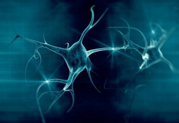 Мидың істен шыққан нейрондардан қалай құтылатыны белгілі болды (видео)