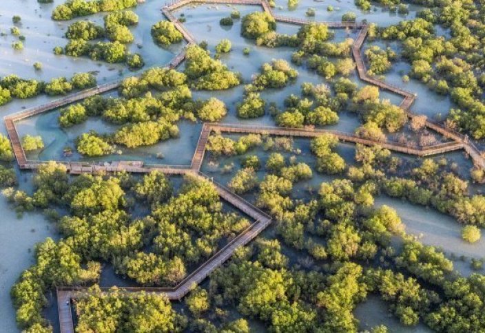 Біріккен Араб Әмірліктерінде дрон көмегімен миллион мангр ағашы отырғызылды