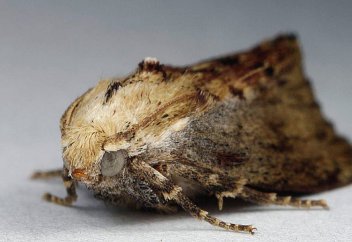 Пәурананың сілекейі адамзатты пластиктен құтқаруы ммүмкн