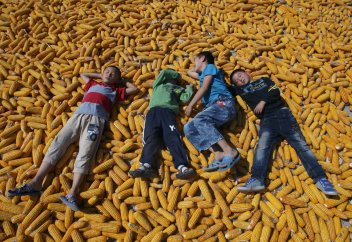 Ученые нашли способ решить проблему голода на планете