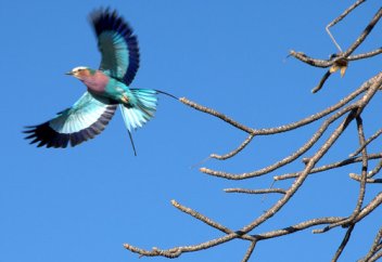 Климат дағдарысы мен саятшылықтан жүз жылда құстың 500-дей түрі жойылады
