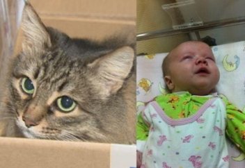 Кошка спасла ребенка-подкидыша (видео)