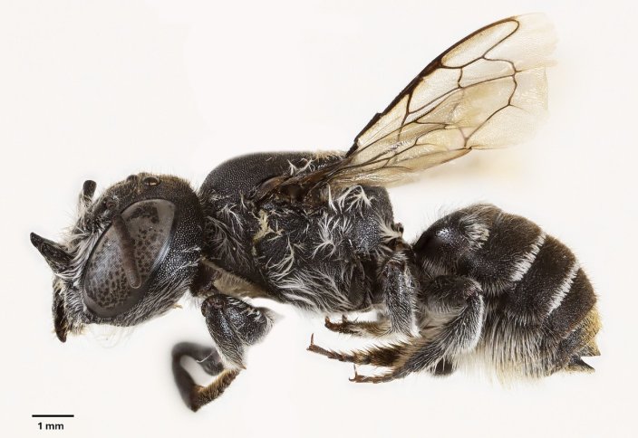 Мүйізі бар ара табылды (фото)