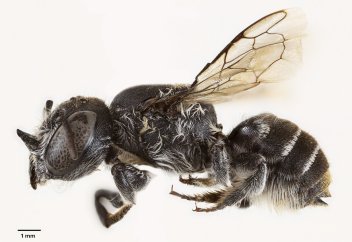 Мүйізі бар ара табылды (фото)