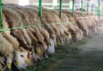 Иран открыл крупнейшую промышленную животноводческую ферму недалеко от Тегерана