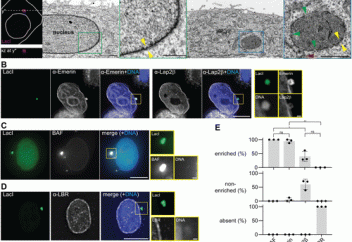 Адамның бұрын беймәлім болып келген тағы бір ағзасы табылды
