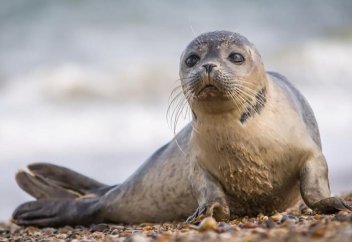 Каспий итбалығын сақтау үшін ерекше қорғалатын табиғи аумақ құру жоспарлануда