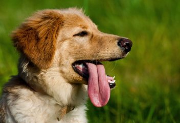 Иттің жүнінен тоқылған шұлықты киюге бола ма?