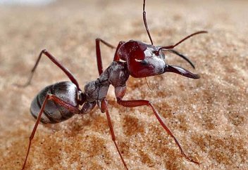 Әлемдегі ең жылдам құмырсқа – Сахара құмырсқасы (баяулатылған видео)