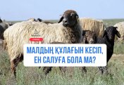 Малдың құлағын кесіп, ен салуға бола ма?