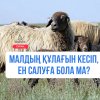 Малдың құлағын кесіп, ен салуға бола ма?