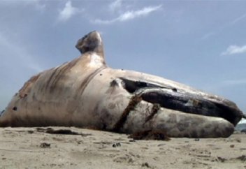 Жануарлар әлемі: Әйел құлаған қалпағын алу үшін жолбарыстың торына шыққан (ВИДЕО)