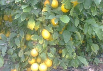 Қазығұртта лимон өсіріле бастады