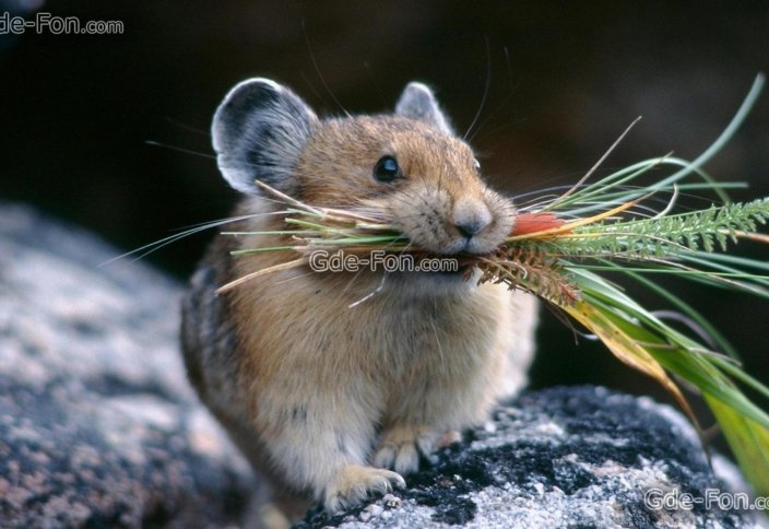 Үнді ұшағы тышқанның кесірінен жерге қонды