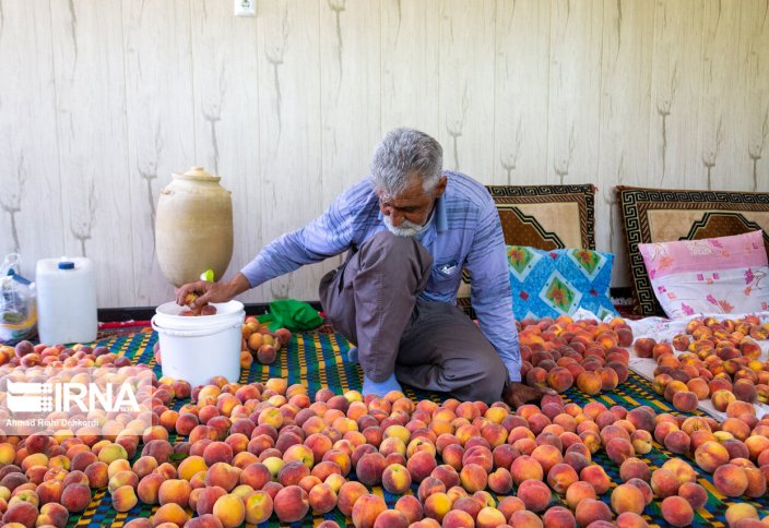 Сбор урожая персиков в городе Саман (фото)