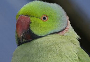 Жануарлар әлемі: Кейуанаға тіл тигізген тотықұс жазаланды