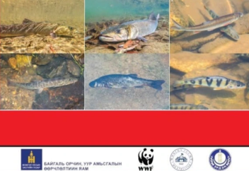 Моңғолия сирек кездесетін жануарлар мен құстар тізімін жаңартты