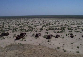 Сотни тысяч гектаров Арала засадят деревьями