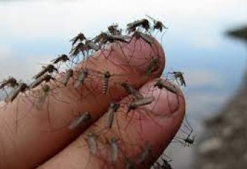 Ғалымдар масаны шағу қабілетінен айырмақшы...