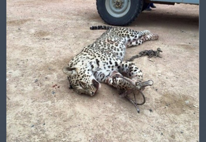 Маңғыстау облысында қақпанға түсіп қалған леопард табылды