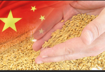 В Китае валовой сбор зерна в 2025 году превысил 714 млн тонн