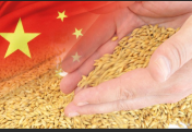 В Китае валовой сбор зерна в 2025 году превысил 714 млн тонн