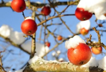 Ғалымдар бір жылға дейін сақталатын алма сұрпын ойлап тапты