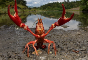 Шаян өз қысқашын кесіп тастап, су қайнап жатқан кәстрөлден қашып кетті (видео)